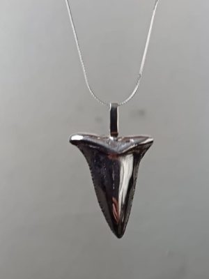 Colgante Diente de Tiburón Blanco